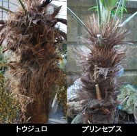 JPG 1106x1100 1326.8kb