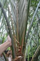 JPG 1200x1807 1774.0kb