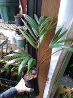 JPG 1944x2592 1349.9kb