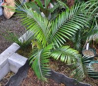 JPG 1200x1059 1410.8kb