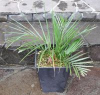 JPG 1400x1331 1588.7kb