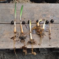 JPG 1400x1409 1553.2kb