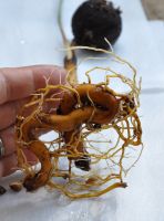 JPG 885x1200 701.8kb