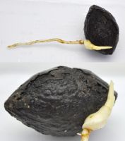 JPG 1400x1581 1036.5kb