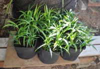 JPG 1000x688 752.1kb