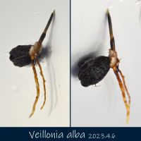 JPG 1332x1332 721.7kb