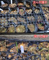 JPG 1000x1222 1454.1kb