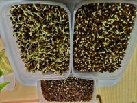 JPG 4000x3000 4602.8kb