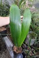 JPG 682x1000 630.0kb