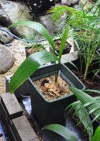 JPG 711x1000 752.9kb