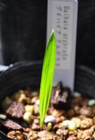 JPG 816x1200 558.5kb