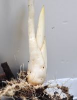 JPG 1381x1800 1295.6kb