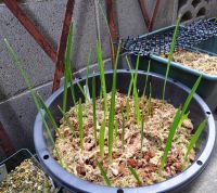 JPG 1000x889 989.7kb