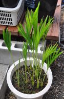 JPG 655x1000 624.7kb