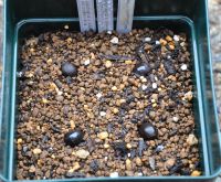 JPG 2595x2136 3433.2kb