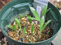 JPG 1200x880 760.3kb