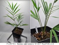 JPG 2202x1680 1756.9kb