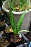 JPG 803x1200 684.4kb