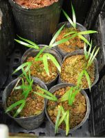 JPG 912x1200 971.6kb