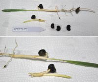 JPG 1200x1003 696.6kb